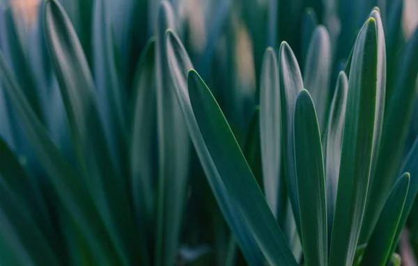 Fundo de primavera natural de folhas verdes de narciso, profundidade rasa de campo — Fotografia de Stock