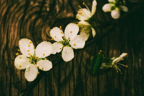 Branche en fleurs sur vieux fond grunge en bois, photo teintée en bas de gamme — Photo