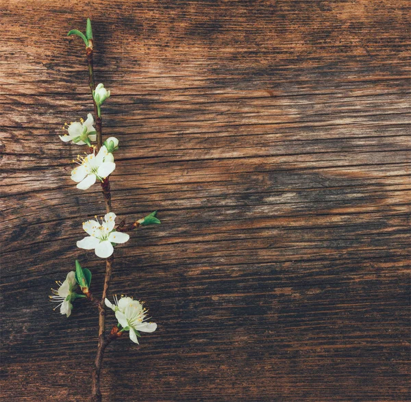 Flowering branch on the old grunge wooden background, with space for text — Stock Photo, Image