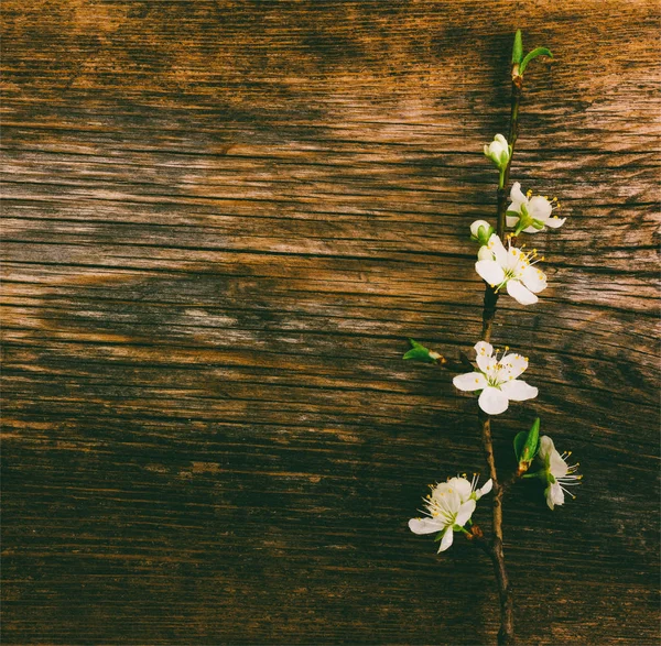 Branche en fleurs sur un vieux fond grunge en bois, avec espace pour le texte. photo teintée — Photo