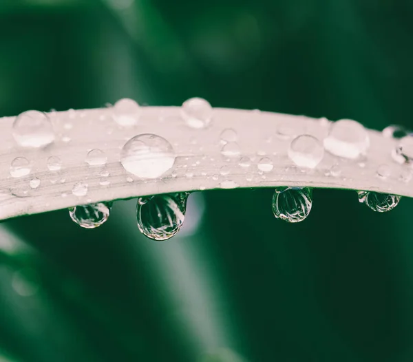 Macro photo of water drops on grass closeup — Stock Photo, Image