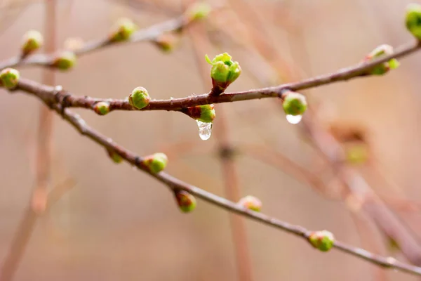 Gotas de chuva de primavera sobre os botões de abertura. foco seletivo, profundidade de campo rasa — Fotografia de Stock