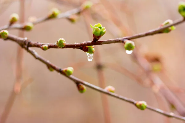 Gocce di pioggia primaverile sulle gemme di apertura. messa a fuoco selettiva, profondità di campo ridotta — Foto Stock