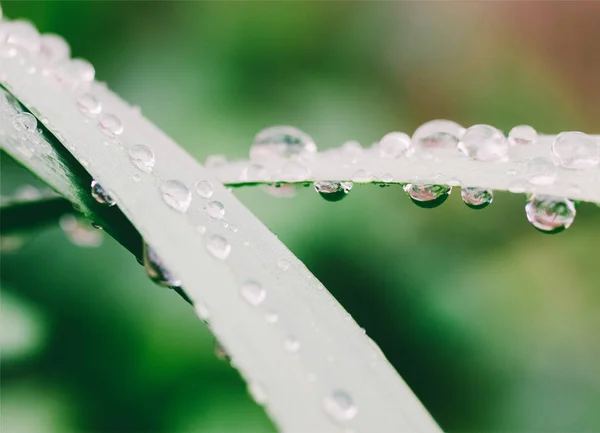 Macro photo of a water drop on the grass close up — Stock Photo, Image