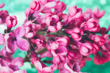 Lila çiçek şube güzel yakın çekim. Alan, seçici odak fotoğraf tonlama, sığ derinliği