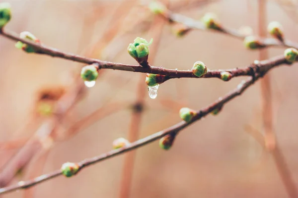 Krople deszczu wiosna na pąki. Selektywny fokus, płytkiej głębi ostrości — Zdjęcie stockowe