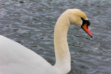 Beyaz Kuğu kış portresi Nehri üzerinde