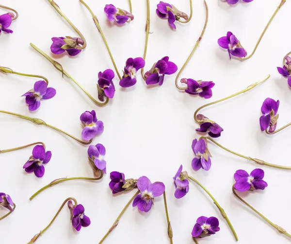 Een frame van klein bos bloemen paarse viooltjes op witte achtergrond met kopie ruimte. Plat lag, top uitzicht — Stockfoto