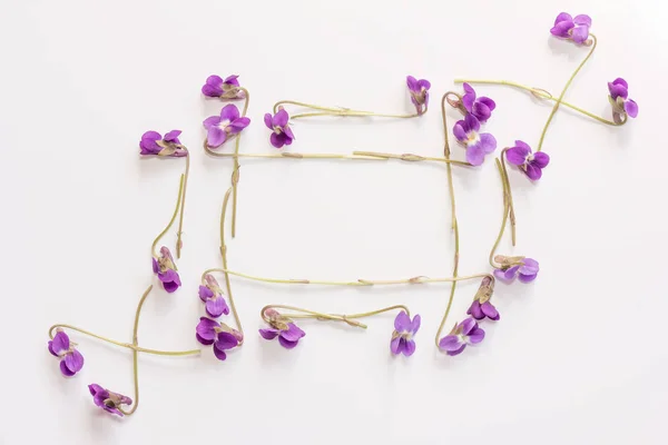 Un cadre de petites fleurs de forêt violettes violettes sur fond blanc avec espace pour le texte. Couché plat, vue du dessus — Photo