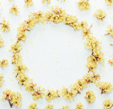 Çiçek desenli sarı çiçekler kızılcık üzerinde beyaz arka plan üzerinde metin için boş alan ile birlikte. Düz yatıyordu, en iyi görünüm. Renkli fotoğraf