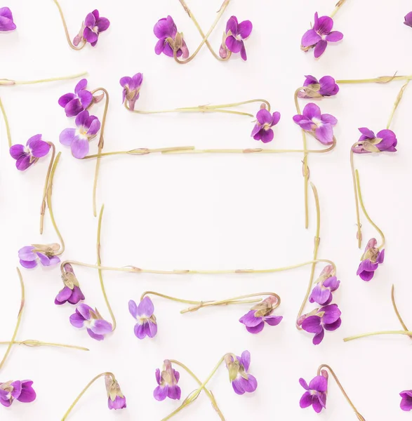 Uma moldura de pequenas flores da floresta violetas roxas sobre fundo branco com espaço para texto. Deitado plano, vista superior — Fotografia de Stock
