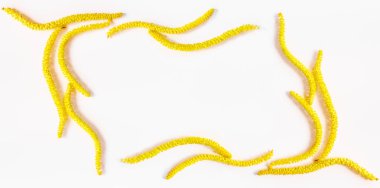 Soyut çiçek kompozisyon, vintage çerçeve metin için yer beyaz bir zemin üzerine sarı çiçekler dyscegnia küpe. Düz yatıyordu, en iyi görünüm. Renkli fotoğraf