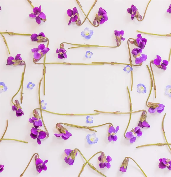 A moldura das pequenas pétalas azuis e flores da floresta violetas roxas sobre fundo branco com espaço para texto. Deitado plano, vista superior — Fotografia de Stock