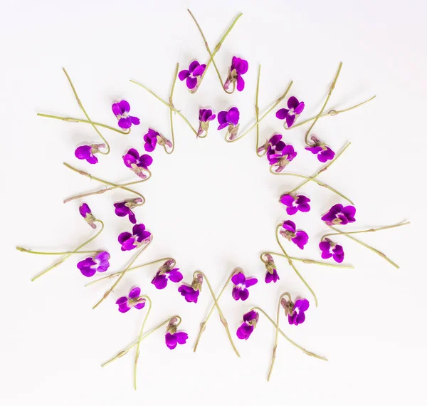 Cercle motif floral Cadre composé de petites fleurs forestières violettes sur fond blanc. Couché plat, vue du dessus — Photo