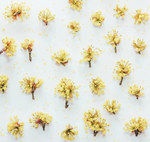 黄色のヤマボウシの花が白い背景の上に花柄。フラット横たわっていた、トップ ビュー。着色写真 — ストック写真