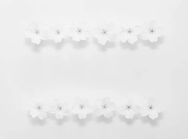 Kwiatowy ramki z kwiatów pierwiosnka na białym tle z miejsca na tekst, Zdjęcie monochromatyczne — Zdjęcie stockowe