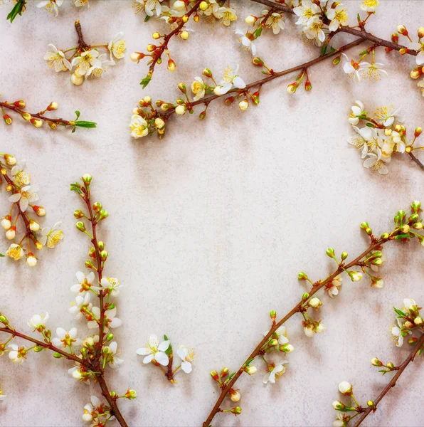 Tło wiosna kwitnienia oddziałów z białych kwiatów z miejsca na tekst — Zdjęcie stockowe
