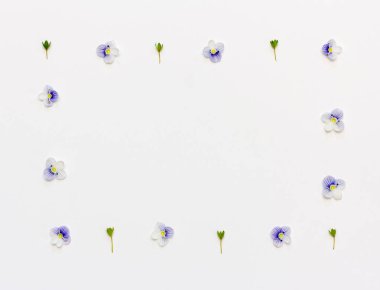Beyaz bir arka plan üzerinde küçük mavi çiçekli çerçeve çiçek. Düz yatıyordu, en iyi görünümü
