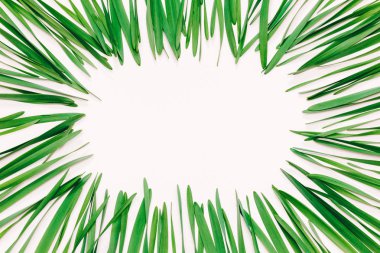 Metin için yer beyaz bir zemin üzerine yeşil yaprakları gelen çerçeve, üstten görüntüleme