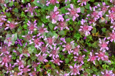 doğal görünümün arka planında yabani ot ölü-ısırgan mor, en iyi. Bahar ve yaz konsepti