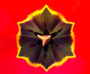 Makro fotoğraf kırmızı lale, yukarıdan görmek bir çiçek