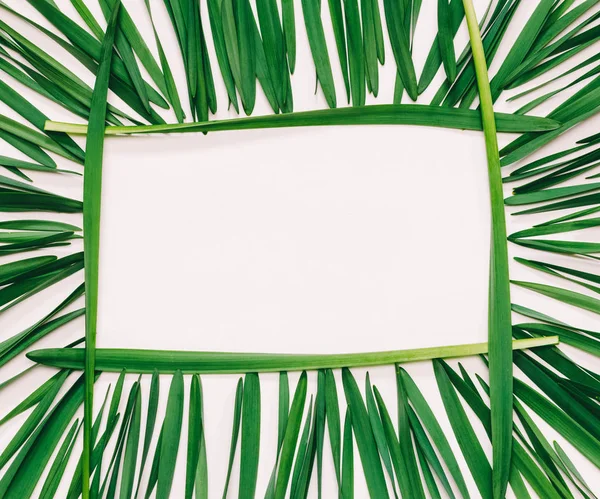Cornice rettangolare floreale di foglie verdi su sfondo bianco con spazio per il testo, vista dall'alto — Foto Stock