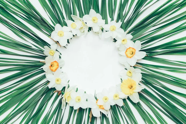 Floral armação redonda de flores Narciso no fundo de folhas verdes com espaço em branco para texto, vista superior — Fotografia de Stock
