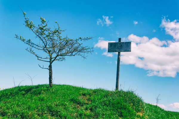 Old wooden pointer on a green hill next to the tree on the background of blue sky — Stock Photo, Image