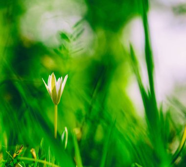 Yeşil çimenlerin üzerinde açık havada yakın çekim makro arka plan üzerinde beyaz çiçek. Bahar yaz çiçek arka plan