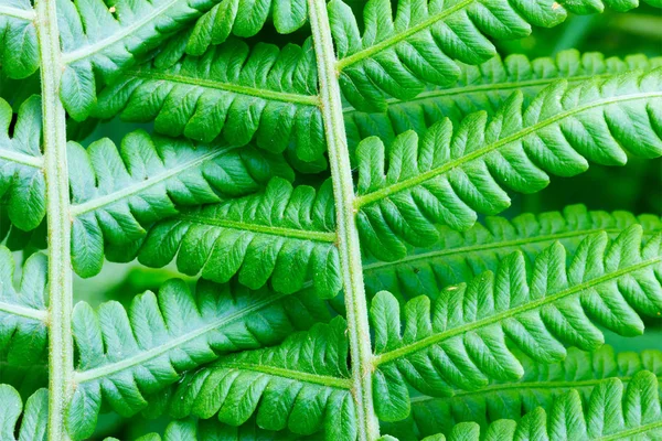 Le fond naturel de la fougère des feuilles (Matteuccia struthiopteris), gros plan — Photo