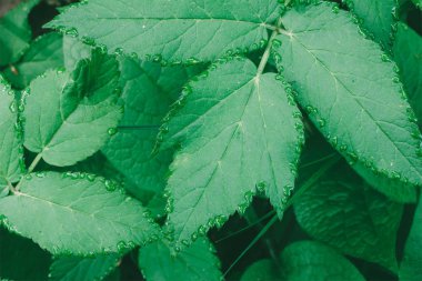 Çiğ, üstten görünüm portre damla yaprak yeşil doğal kökenli