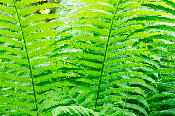 Fond naturel de la feuille verte de fougère gros plan — Photo