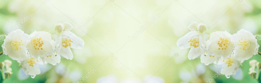 spring background A branch of jasmine flowers with raindrops in the soft morning sunlight