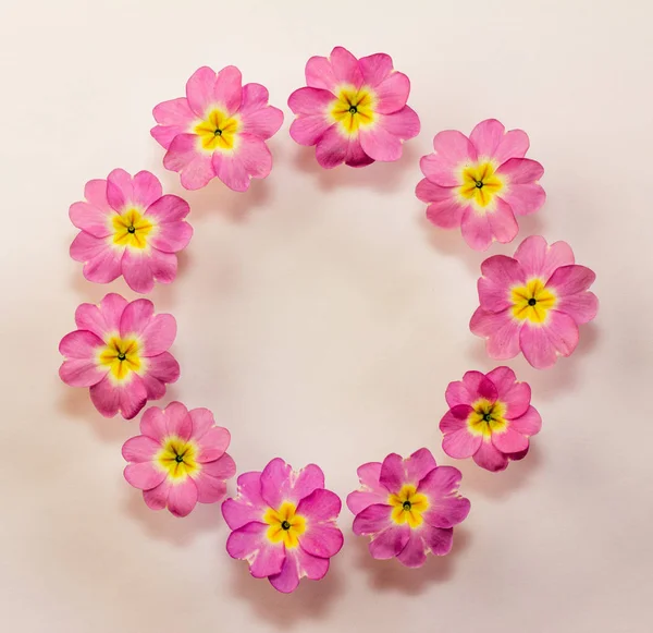 Cadre floral circulaire de fleurs d'onagre rose avec espace pour le texte. Couché plat, vue du dessus — Photo