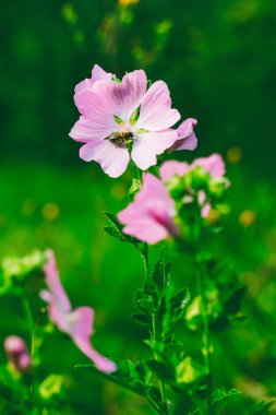 bir arı nektarı güzel vahşi pembe çiçekler (lavatera Thuringian) yaz aylarında toplar