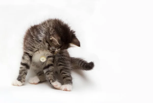 Kleine grijze fluffy kitten spelen met een knop op een string op witte achtergrond met ruimte voor tekst — Stockfoto