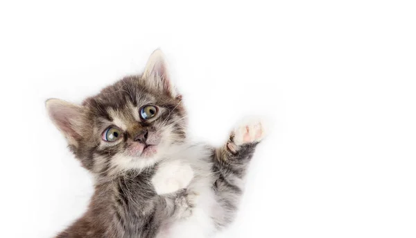 Metin için yer beyaz zemin üzerine izole küçük şirin gri tüylü korkmuş kedi yavrusu — Stok fotoğraf
