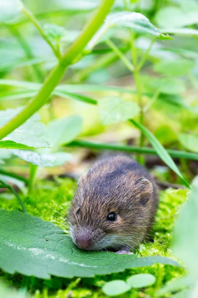 Rato de bétula da floresta (Sicista betulina) pequeno no seu habitat natural — Fotografia de Stock