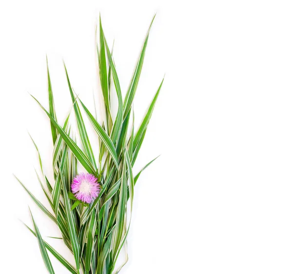 Een boeket van groen gestreepte decoratieve gras phalaris met bloem Korenbloem op witte achtergrond met ruimte voor tekst, bovenaanzicht — Stockfoto