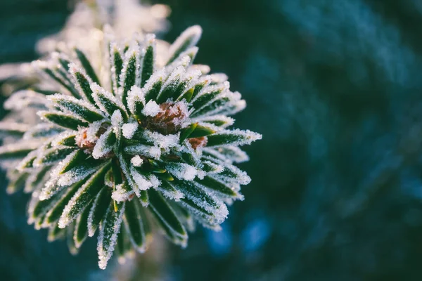 Inverno macro foto abeto ramo em cristais de gelo, com espaço para texto — Fotografia de Stock