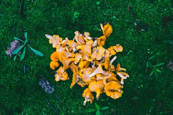 Een bos van wilde paddestoelen cantharellen op een groene achtergrond van mos, bovenaanzicht — Stockfoto