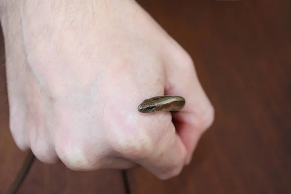 Uma pequena cobra se arrasta do punho do homem — Fotografia de Stock