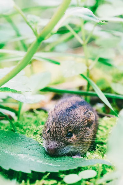 Lesní bříza myš (Sicista se) malé v jeho přirozeném prostředí — Stock fotografie