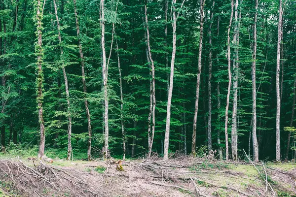 Açıklık alanlar ve yoğun bir orman ağaçları düzenli satırlar, yaz yatay