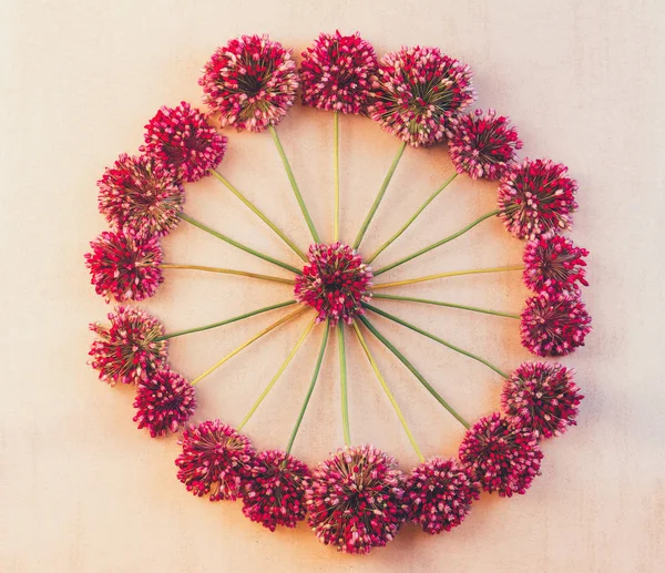 Motif floral rond de fleurs sauvages d'Allium à fond rétro rose, vue de dessus — Photo