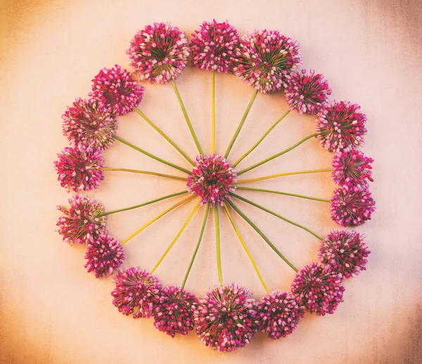 Motif floral rond de fleurs sauvages d'Allium à fond rétro rose avec vignette, vue de dessus — Photo