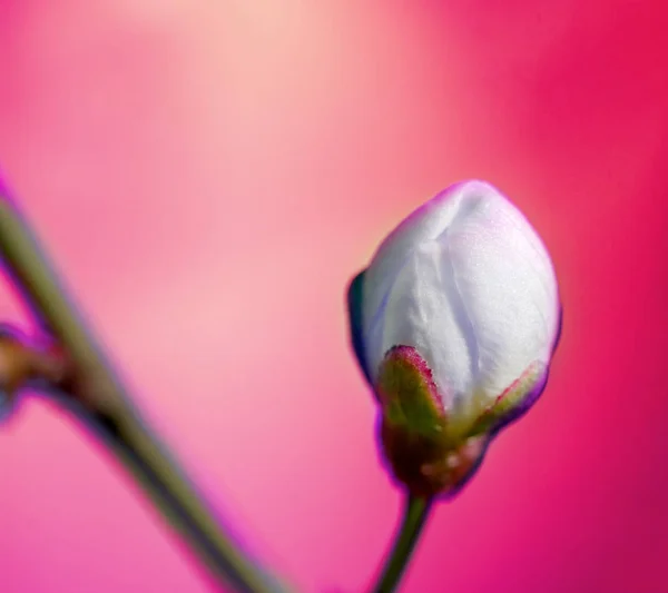 Macrophotography blooming Bud on a fruit tree branch close up, tinted photo — Stock Photo, Image