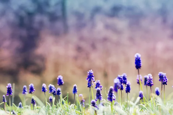 mavi ve pembe arka plan açık havada yakın çekim makro üzerinde peyzaj doğal çiçeklerle Muscari, yumuşak yumuşak bir tonda