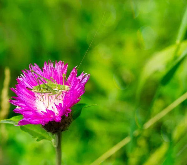 Macro foto di cavalletta verde nel fiore di fiordaliso su sfondo naturale sfocato verde — Foto Stock