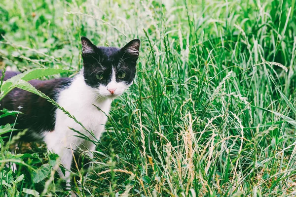 Junge rustikale schwarz-weiße Katze im grünen Gras, straffendes Foto — Stockfoto